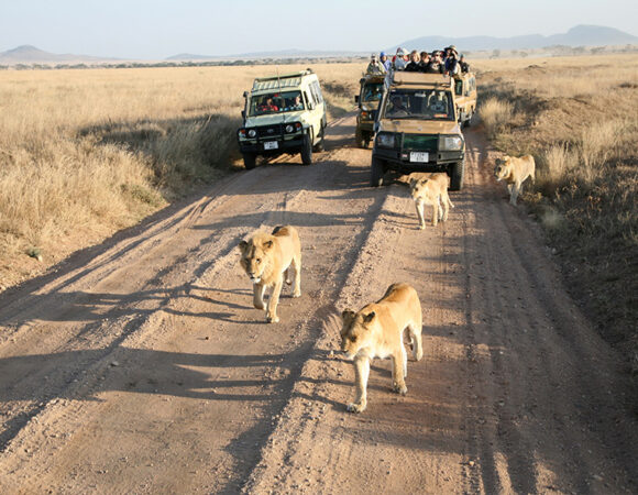 7 Days Luxury Wildlife Safari