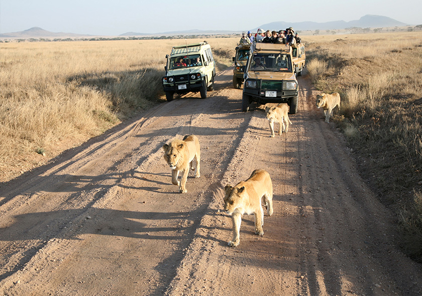 7 Days Luxury Wildlife Safari