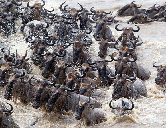 8 Days Great Wildebeest Migration Season (May – July)