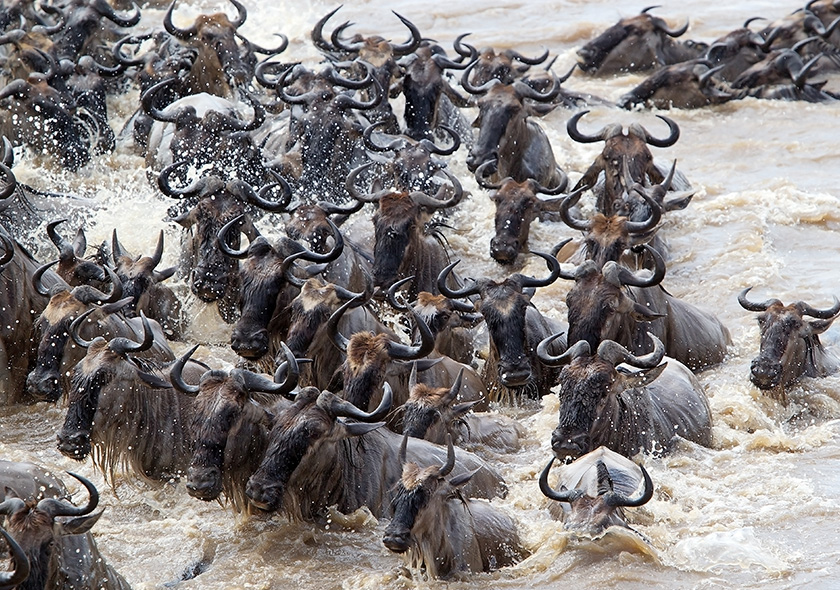 8 Days Great Wildebeest Migration Season (May – July)