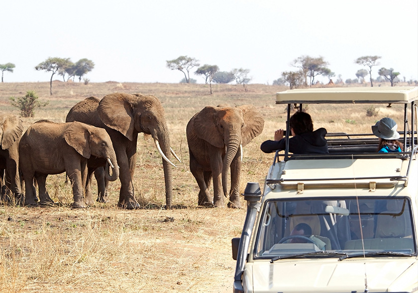 1 Days Fly-In Safari from Zanzibar to Mikumi National Park.