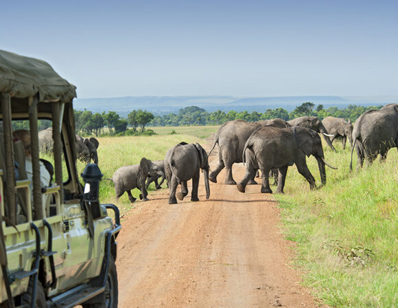 5 Days Group Safari