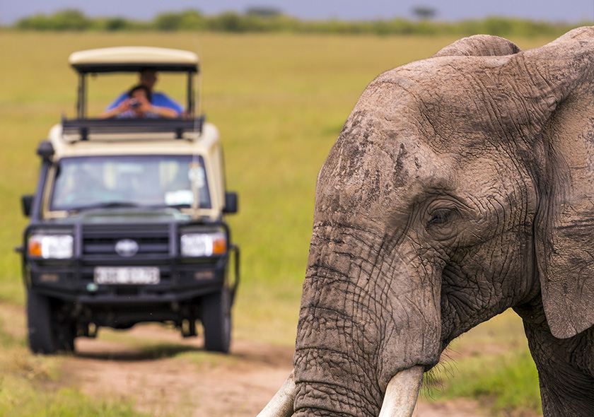 6 Days Luxury Wildlife Safari