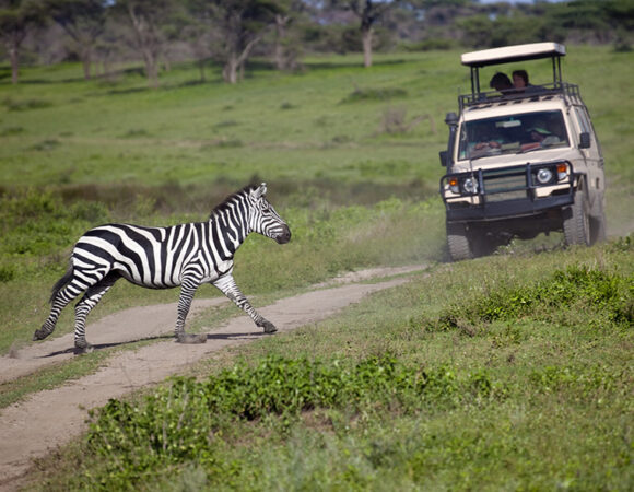 4 Days Luxury Wildlife Safari