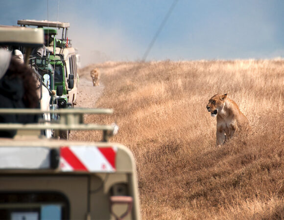 7 Days Group Wildlife Safari