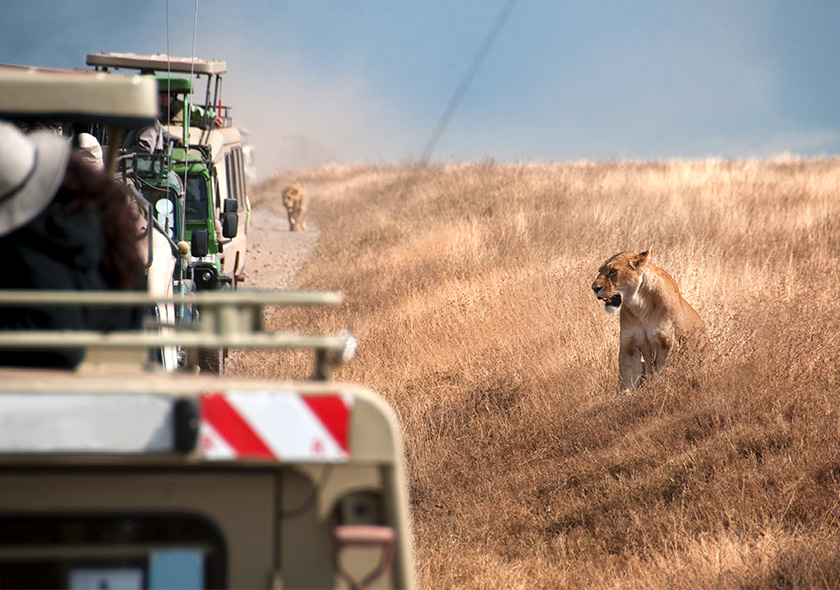 7 Days Group Wildlife Safari