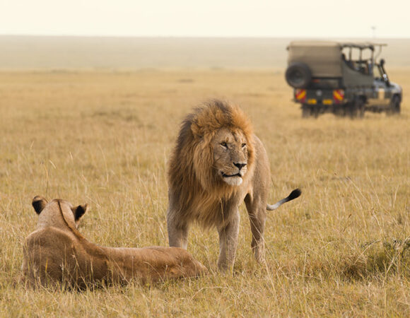 9 Days Luxury Wildlife Safari