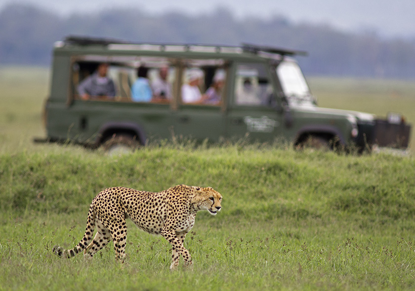 3 Days Wildlife Safari