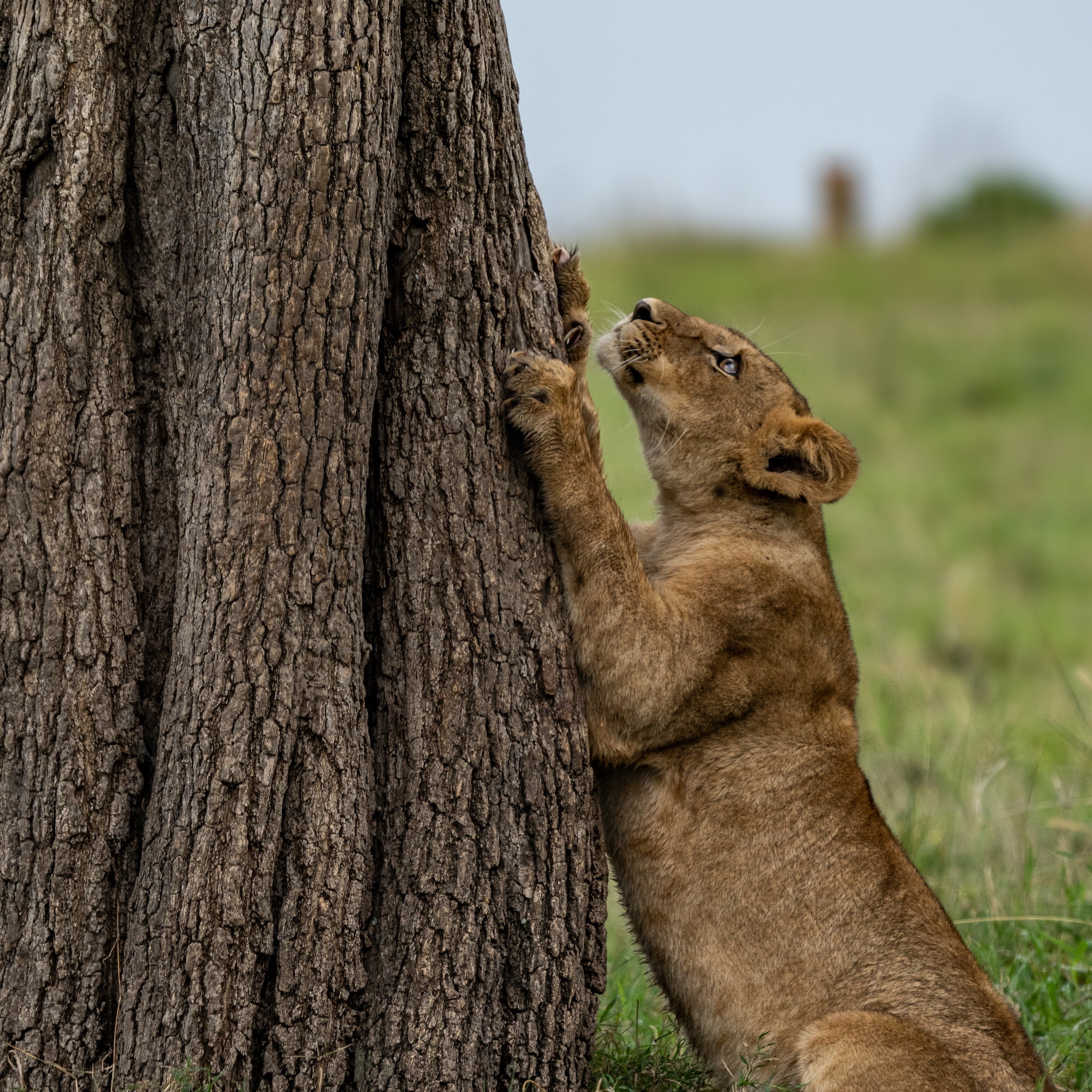 Lake Manyara